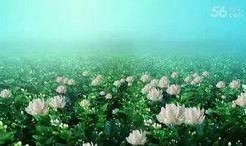 青青国产草视频,青涩情感演绎