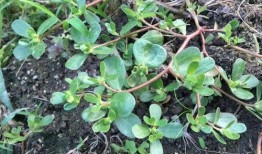 亚洲国产青草视频