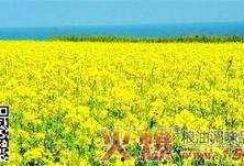 国产四级,引领中国电影新潮流